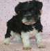 KC petit et chiots schnauzer mini jouet