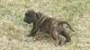 mignons et adorables chiots Presa Canario
