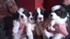 Saint Bernard chiots
