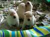 Chiots bergers blancs Kingland Kennels