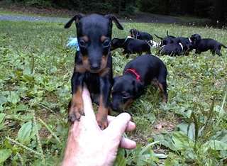 Temp&#234;te Toy Manchester terrier Puppies
