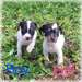 Rare Toy Fox Terrier Puppies ready for their new