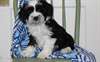 Gorgeous akc reg tibétain terrier chiots pour adop