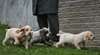 Rares chiots Spinone Italiano pour id&#233;al re homing - photo 1