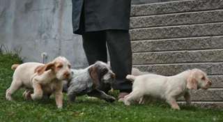 Rares chiots Spinone Italiano pour id&#233;al re homing