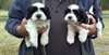 Adorable Havamalt puppies for sale now available - photo 1
