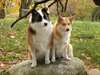 Chiots de chien de Berger islandais. Champion AKC