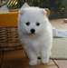 2 x superbe qualité Japanese Spitz mâles chiots di