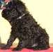 Belle Kerry Blue Terrier b&#233;b&#233;s. - photo 1