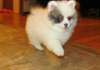 Chiots Pomeranien