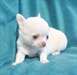 NOUS AVONS DES TRES BEAUX CHIOTS CHIHUAHUA