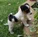 Wire Fox Terrier - trouver notre prix le plus bas