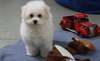 AKC Champion Bloodlines Bolognese