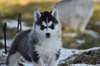 Magnifiques chiots husky siberien - photo 3