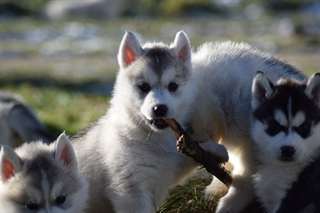 Magnifiques chiots husky siberien