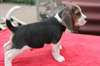 Magnifiques chiots Beagle - photo 2