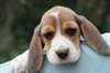 Magnifiques chiots Beagle - photo 3