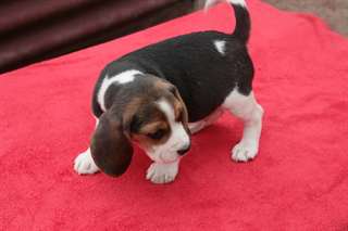 Magnifiques chiots Beagle