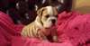 Jolie Chiots Bouledogue Anglais de Race