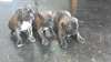 Bullmastiff Puppies for adoption-email for picture