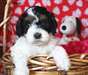chiots cockapoo F1, ckc, mignon, bouclé, basse/fou
