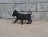 Chiots berger hollandais