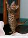 Chatons Bengal affectueux