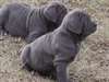 Chiots mastiff napolitain de KC Reg disponible Ce