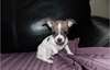 Chiot femelle chihuahua poils courts