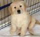 Adorables chiots Golden Retriever