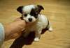 Magnifiques chiots Chihuahua pour adoption