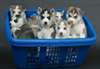 Chiots siberian husky de très bonne race pure