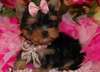 Chiots Yorshire terrier disponible