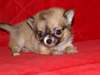 MagnifiK  - chihuahua Femelle?? a Donner