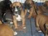 chiots de belle bandogge  Nous avons trois (hommes