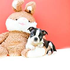 Adorables chiots Boston Terrier &#224; vendre!! Mimi No