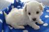 Magnifiques chiots Coton de Tulear à vendre. chiot