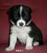 Karelian bear dog puppies