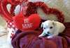 Chiots Chihuahua pour un foyer aimant