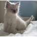 Arbre généalogique chatons Ragdoll
