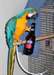 La libre pens&#233;e bleu et or ara perroquets - photo 1