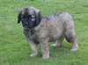 ajaja Chiots Leonberger magnifique