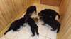 réserver chiots berger allemand