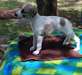 Chiots Whippet - photo 1