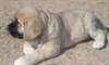 Mâtin espagnol chiots avec Pedigree complet obliga