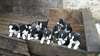 A réserver adorables chiots Border Collie
