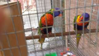 Deux beaux perroquets lorikeet de Rainbow &#224; vendre