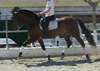 chevaux pure race espagnol disponnible