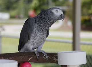 perroquets gris africains disponibles