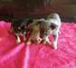 Chiots Chihuahua belles à vendre